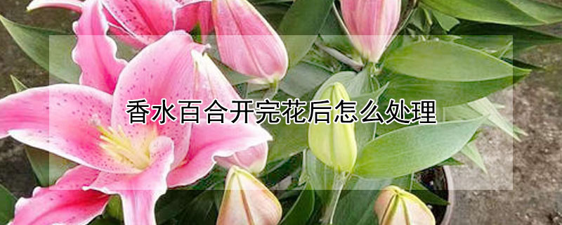 香水百合開完花後怎麼處理