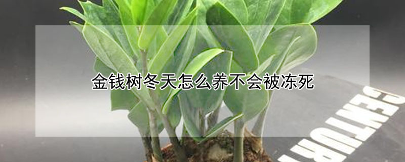 金錢樹冬天怎麼養不會被凍死