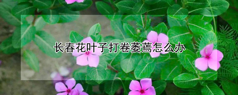 長春花葉子打卷萎蔫怎麼辦