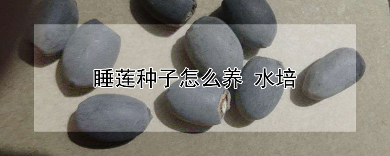 睡蓮種子怎麼養 水培