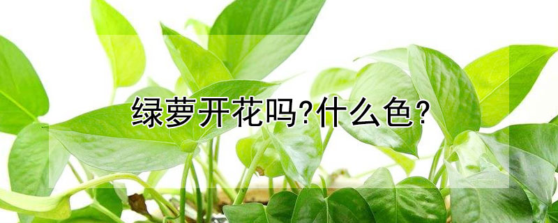 綠蘿開花嗎?什麼色?