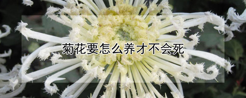 菊花要怎麼養才不會死