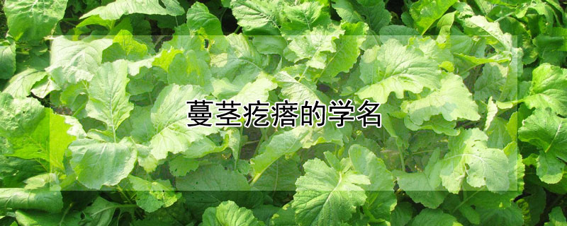 蔓莖疙瘩的學名