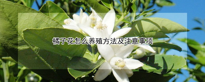 橘子花怎麼養殖方法及注意事項