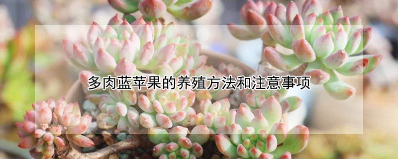 多肉藍蘋果的養殖方法和注意事項