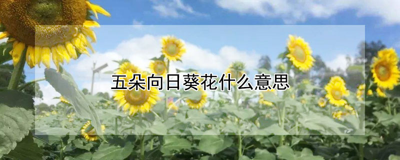 五朵向日葵花什麼意思