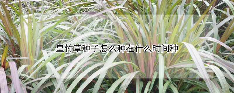 皇竹草種子怎麼種在什麼時間種