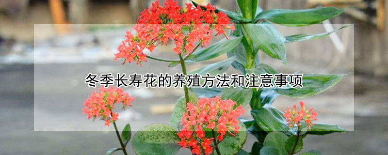 冬季長壽花的養殖方法和注意事項