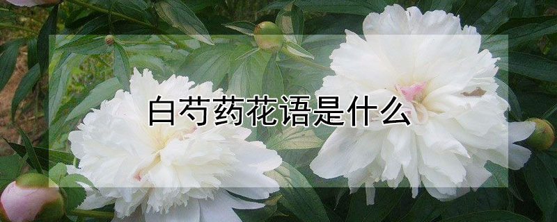 白芍藥花語是什麼