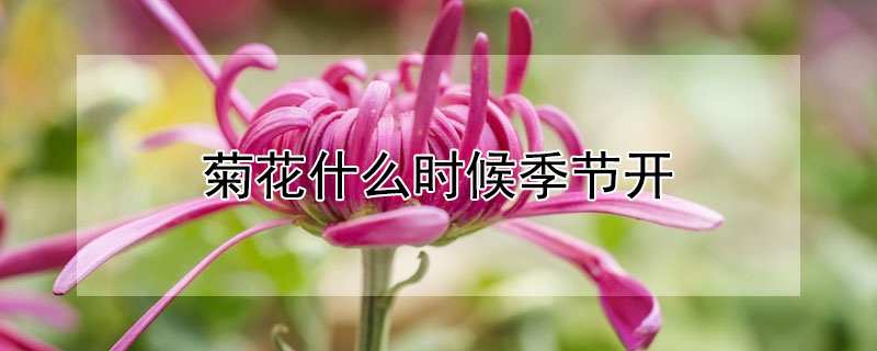 菊花什麼時候季節開