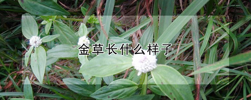 金草長什麼樣子