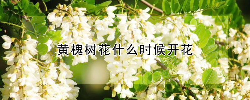 黃槐樹花什麼時候開花