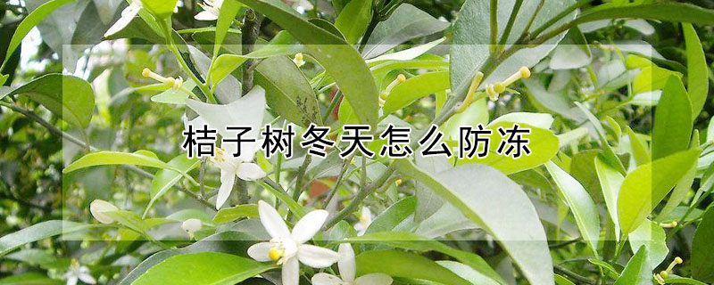 桔子樹冬天怎麼防凍