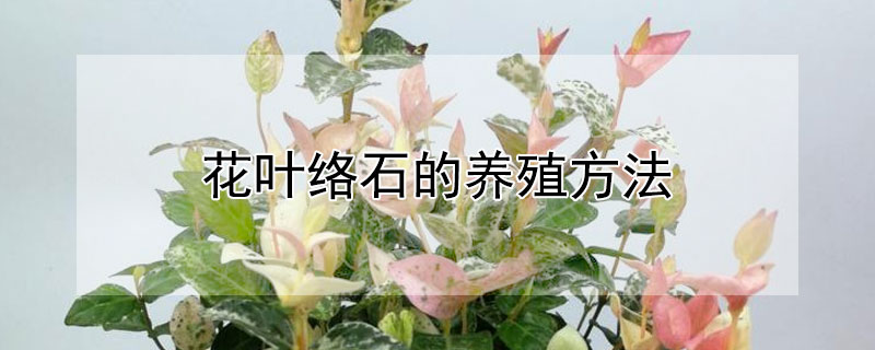 花葉絡石的養殖方法