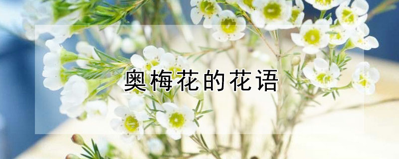 奧梅花的花語