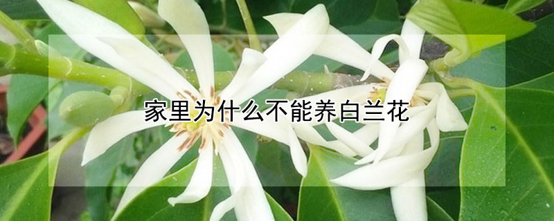 家裏為什麼不能養白蘭花