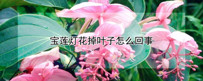 寶蓮燈花掉葉子怎麼回事