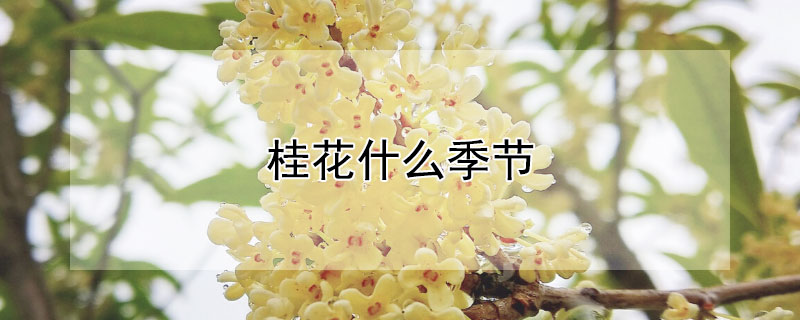 桂花什麼季節