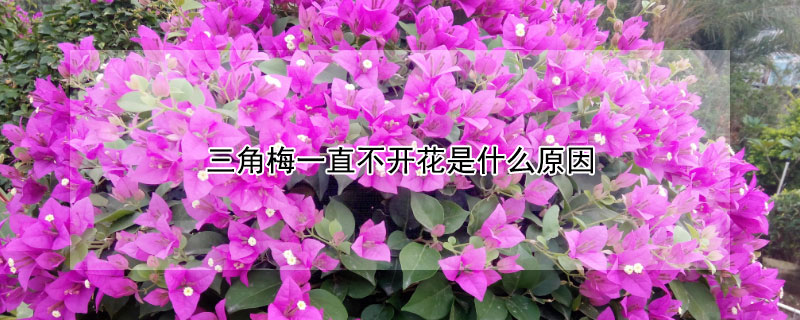 三角梅一直不開花是什麼原因