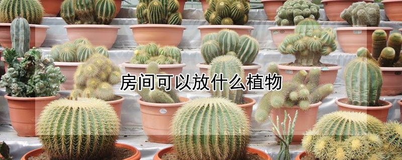 房間可以放什麼植物