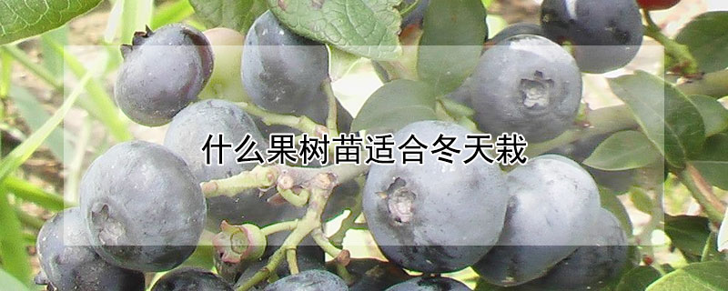 什麼果樹苗適合冬天栽