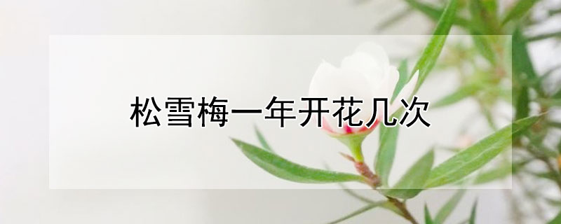 鬆雪梅一年開花幾次