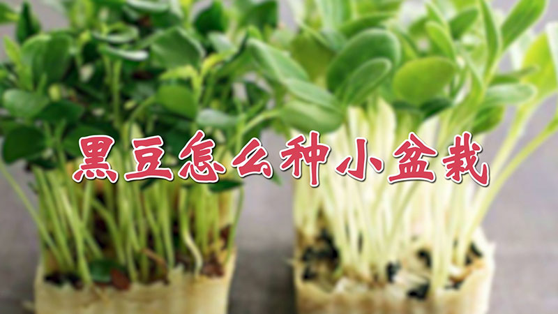 黑豆怎麼種小盆栽