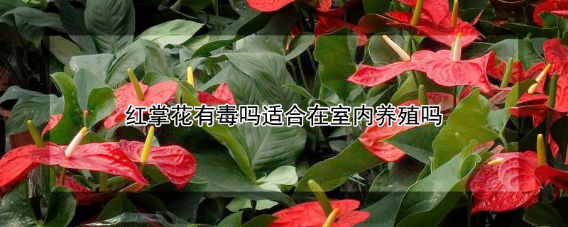 紅掌花有毒嗎適合在室內養殖嗎