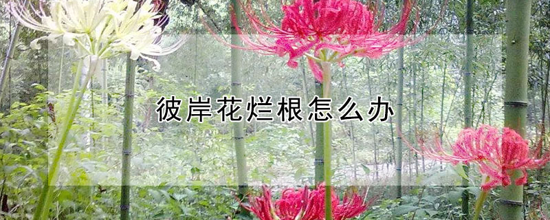 彼岸花爛根怎麼辦