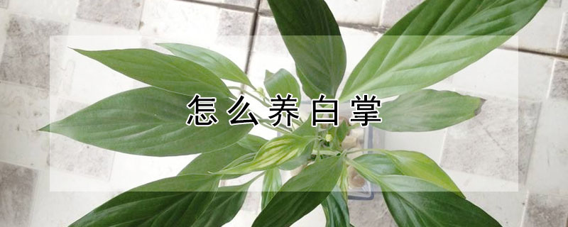 怎麼養白掌