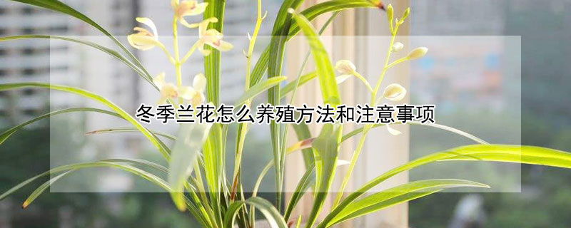 冬季蘭花怎麼養殖方法和注意事項