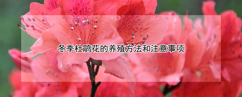 冬季杜鵑花的養殖方法和注意事項