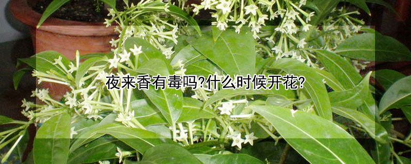 夜來香有毒嗎?什麼時候開花?