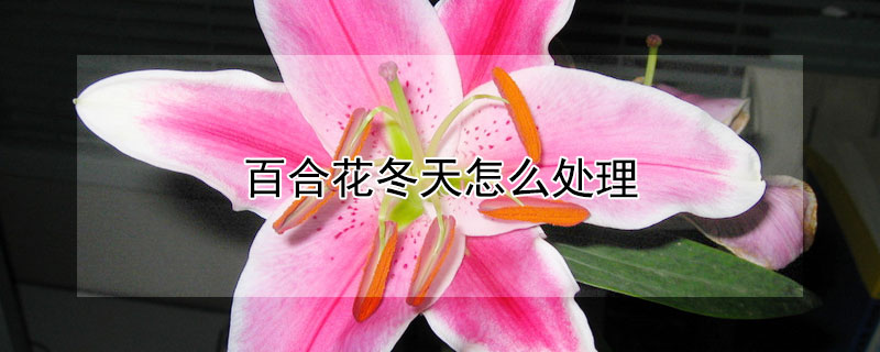 百合花冬天怎麼處理