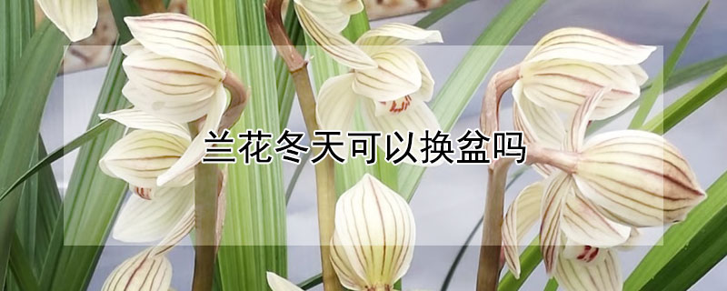 蘭花冬天可以換盆嗎