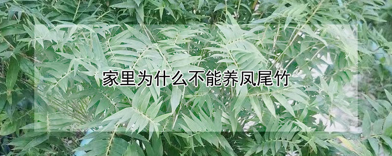 家裏為什麼不能養鳳尾竹