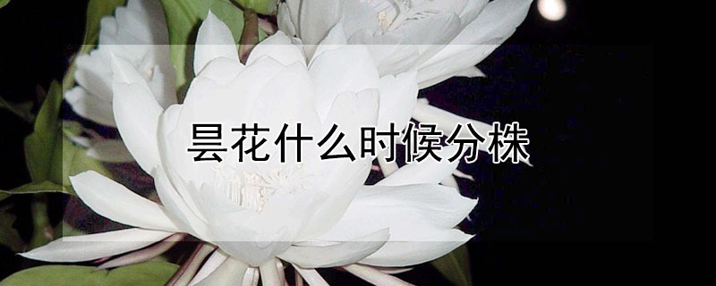 曇花什麼時候分株