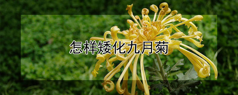 怎樣矮化九月菊