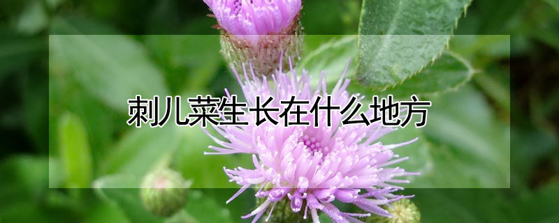 刺兒菜生長在什麼地方