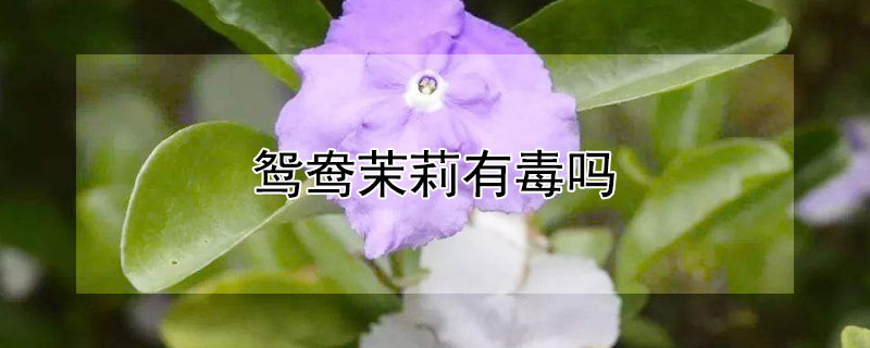 鴛鴦茉莉有毒嗎