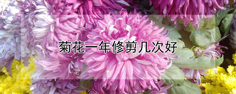 菊花一年修剪幾次好