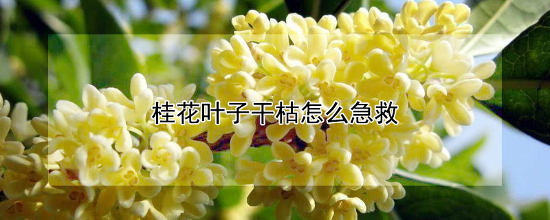 桂花葉子幹枯怎麼急救