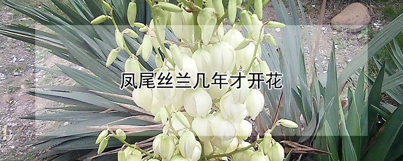 鳳尾絲蘭幾年才開花