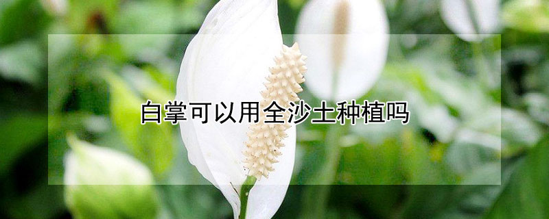 白掌可以用全沙土種植嗎