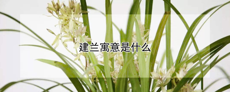 建蘭寓意是什麼