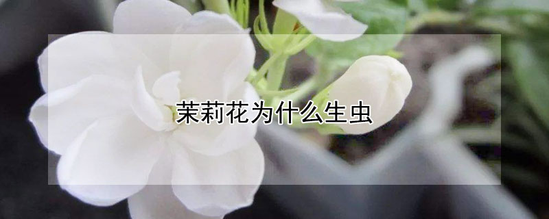 茉莉花為什麼生蟲