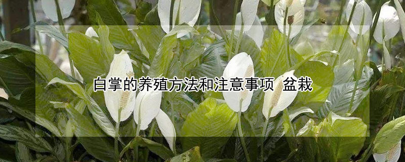 白掌的養殖方法和注意事項 盆栽