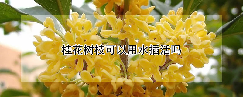 桂花樹枝可以用水插活嗎