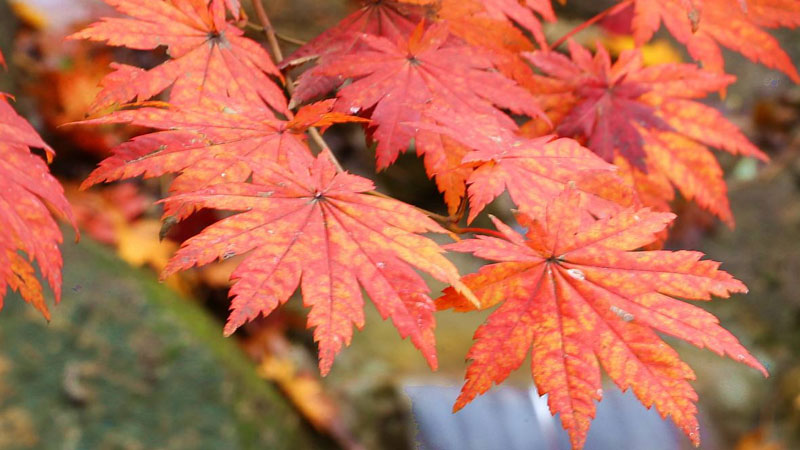 香山紅葉什麼時候紅