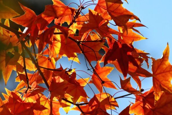 香山紅葉什麼時候紅